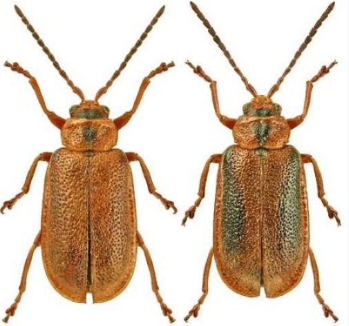Service photo for beetle control