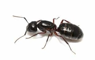 Service photo for carpenter ant control