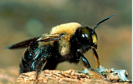 Service photo for carpenter bee control