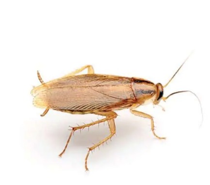 Service photo for cockroach pest control