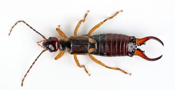 Service photo for earwig control