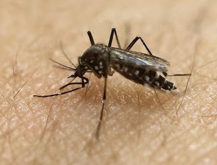 Service photo for mosquito control