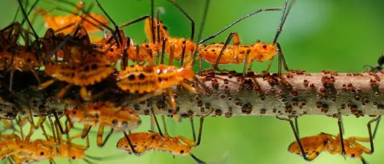 Service photo for other pest control