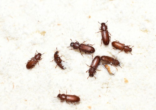 Service photo for pantry pest control