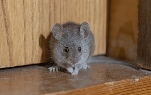 Service photo for rat control