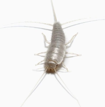 Service photo for silverfish control
