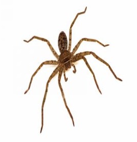 Service photo for spider control