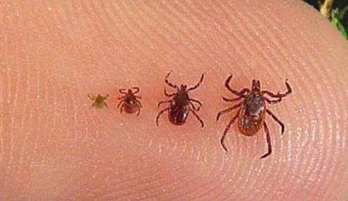 Service photo for tick control